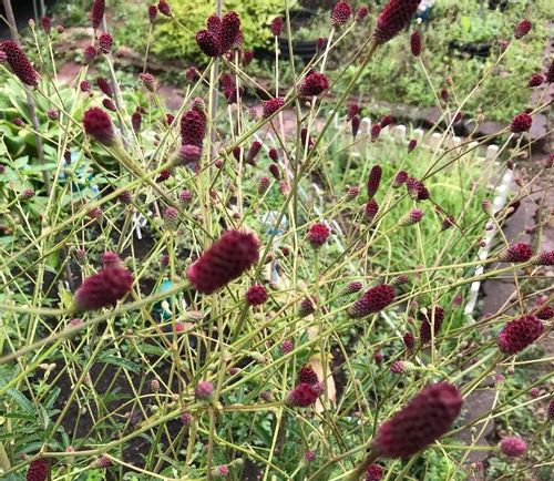ワレモコウ 吾亦紅 の育て方 植え付け時期や増やし方は Greensnap グリーンスナップ