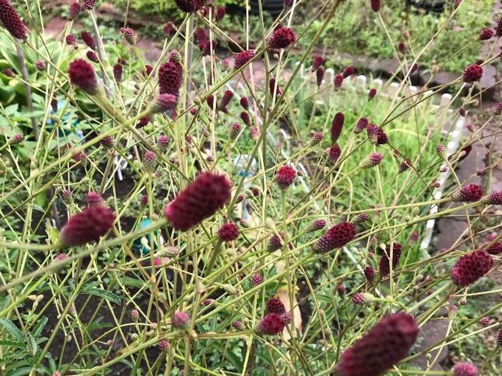 ワレモコウ(吾亦紅)　赤い　地植え