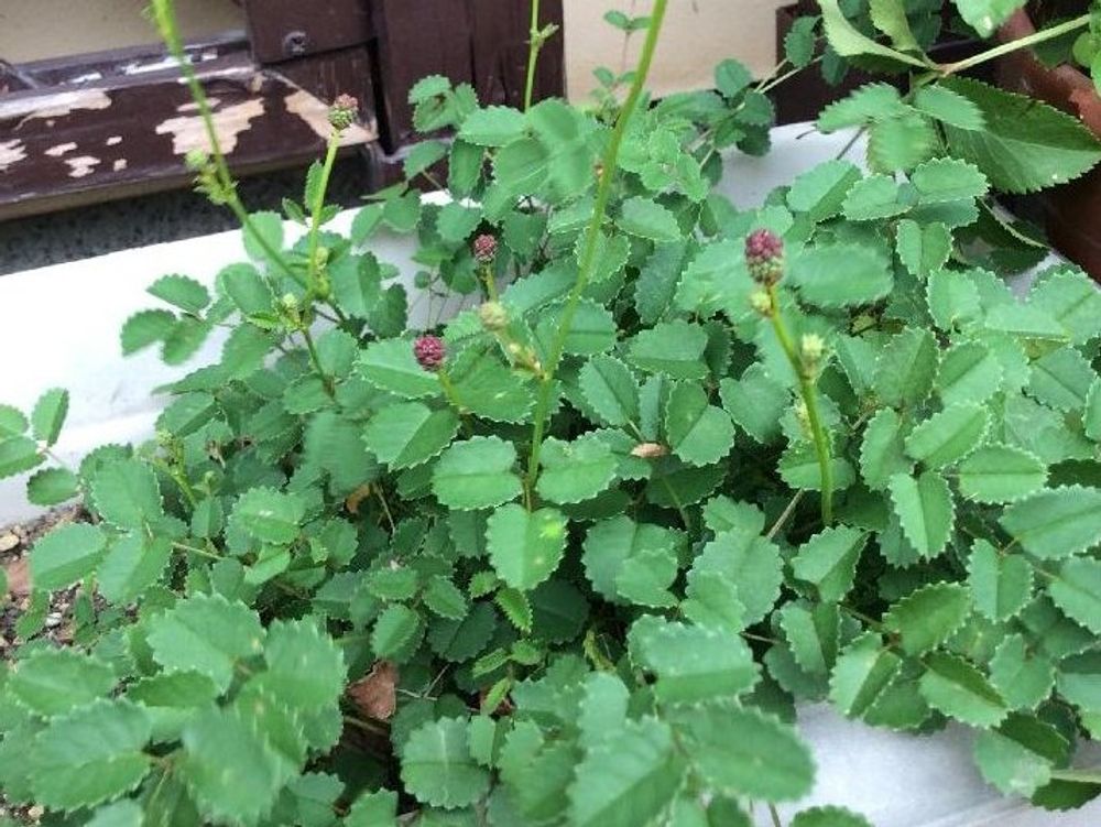 ワレモコウ(吾亦紅)　プランター　葉