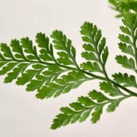 シノブの育て方｜肥料や水やり、日当たりの加減は？の画像