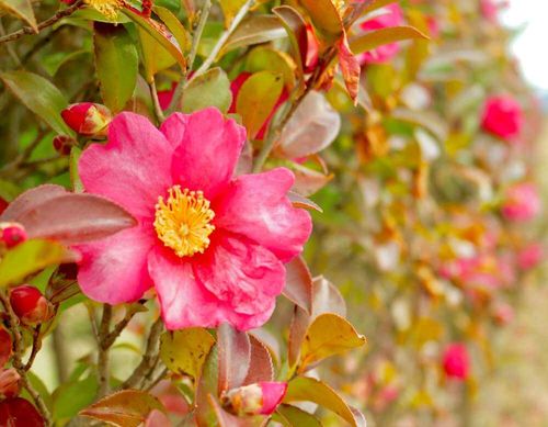 冬の花図鑑30選 冬に咲く花の名前や花言葉はなに 鉢植えや花木でよく見るのは Greensnap グリーンスナップ