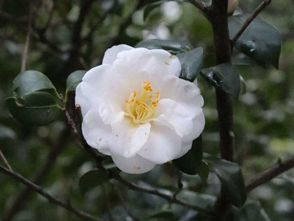 山茶花　白い花