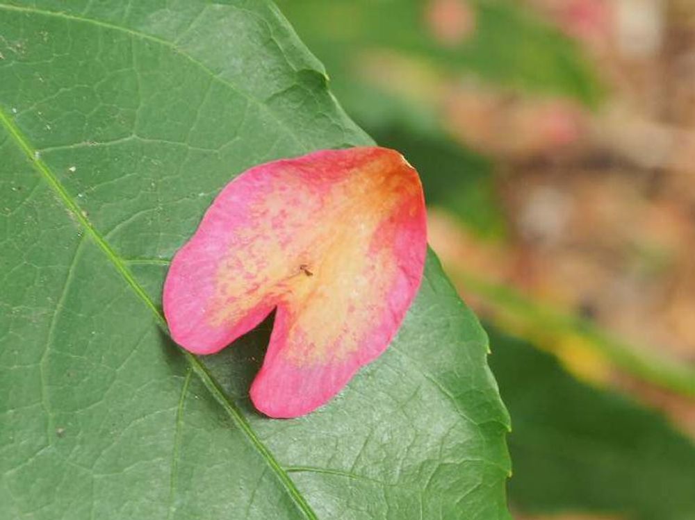 山茶花　赤い花びら