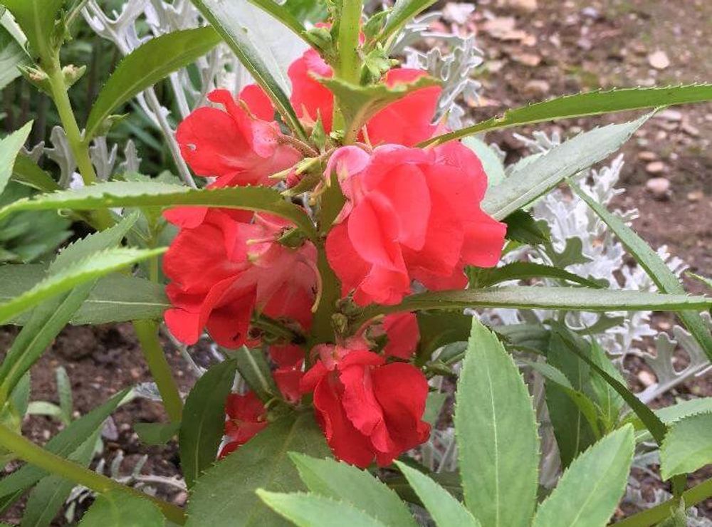 ホウセンカ(鳳仙花)　赤い花　地植え