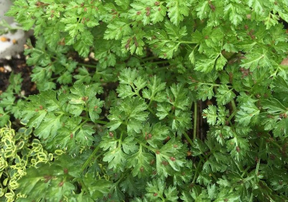 チャービル、photo by はるさん