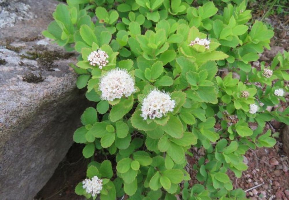 マルバシモツケ　地植え　白い花