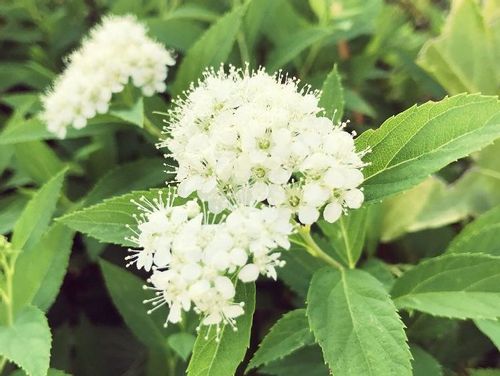 シモツケの育て方 植え替え時期は 挿し木や剪定の仕方は Greensnap グリーンスナップ シモツケの育て方 植え替え時期は 挿し木や剪定の仕方は Greensnap グリーンスナップ