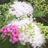シモツケの育て方｜植え替え時期は？挿し木や剪定の仕方は？の画像