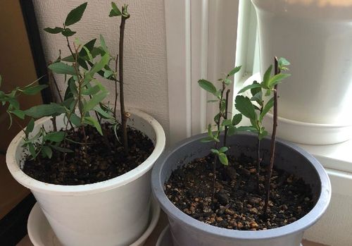 シモツケの育て方 植え替え時期は 挿し木や剪定の仕方は Greensnap グリーンスナップ