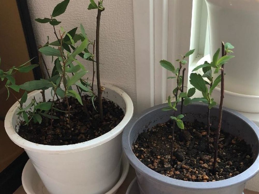 シモツケ　鉢植え　株