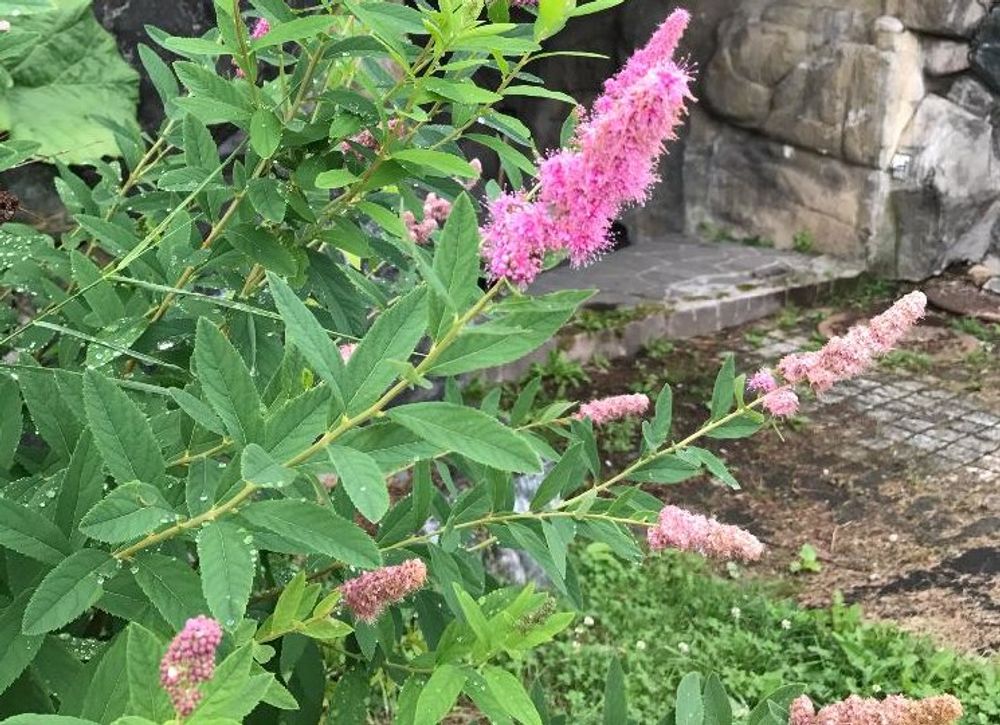 ホザキシモツケ　ピンク色の花