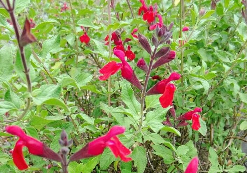 チェリーセージ　赤い花