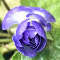 ニオイスミレの育て方｜種まきの時期や増やし方は？の画像