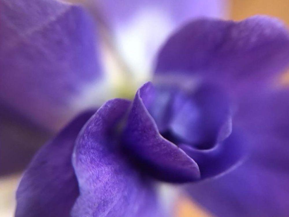 ニオイスミレ　紫色の花