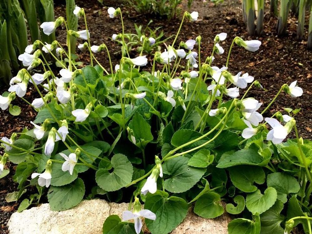 ニオイスミレ　地植え　白い花