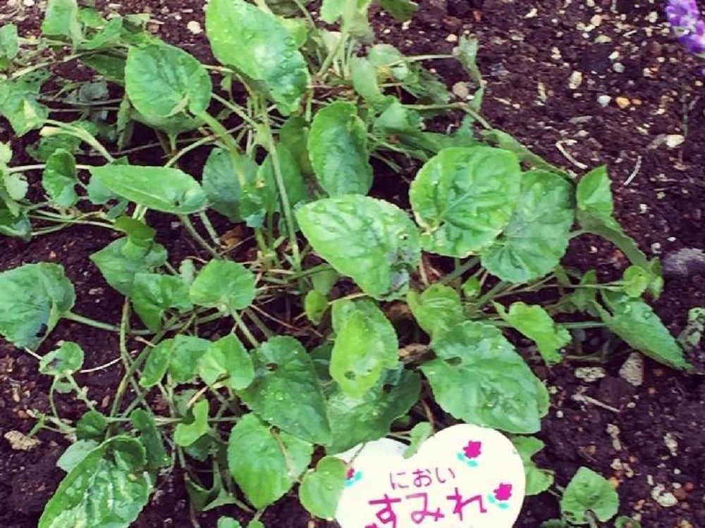 ニオイスミレ　地植え　葉