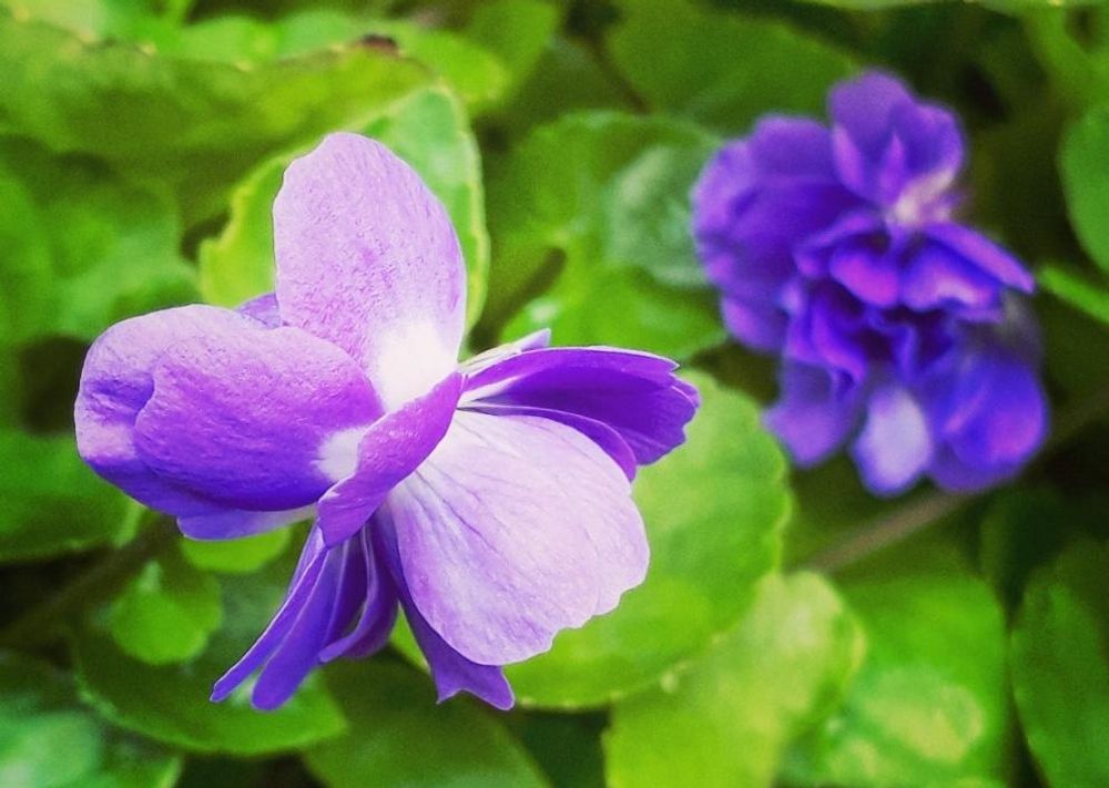 ニオイスミレ　紫色の花