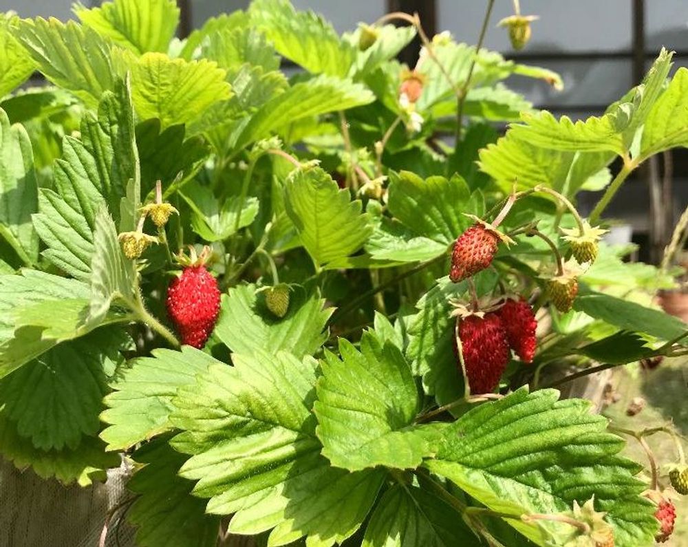 ワイルドストロベリー　赤い実　葉