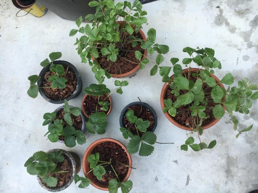 ワイルドストロベリー　鉢植え　株