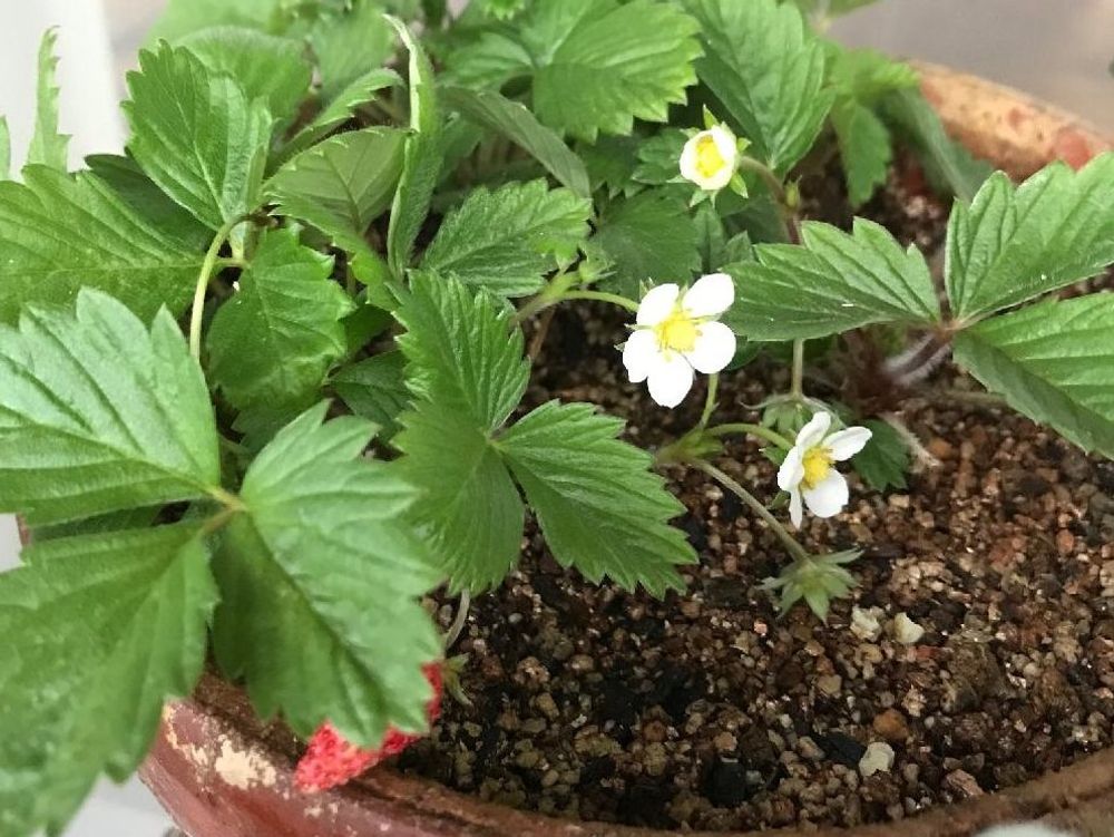 ワイルドストロベリー　鉢植え　赤い実　白い花