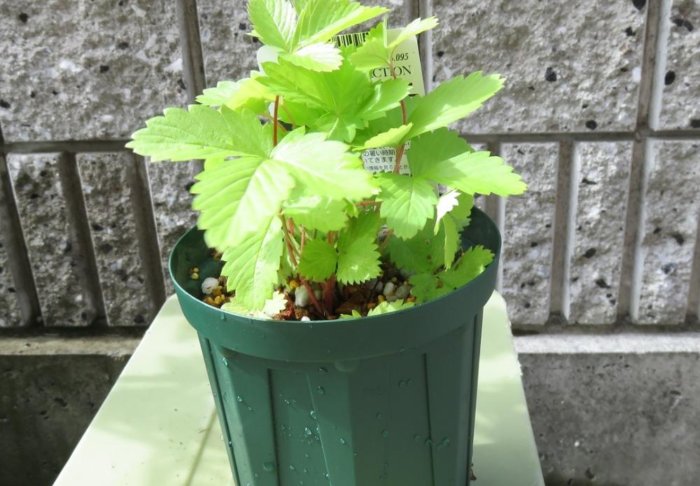 ワイルドストロベリーの育て方 苗植えや種まき 収穫の時期は 地植え栽培に向いてる Greensnap グリーンスナップ