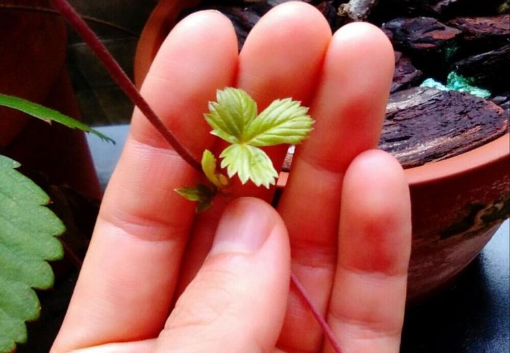 ワイルドストロベリー　葉