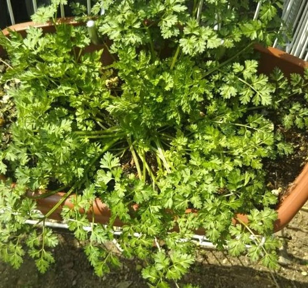 チャービル、photo by ももざくらさん