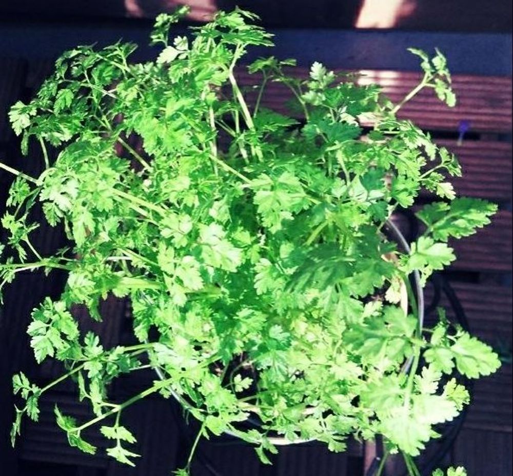 チャービル、photo by mayさん