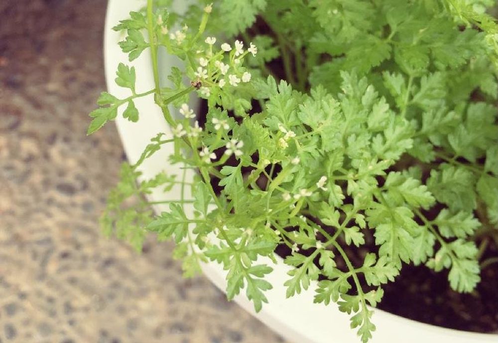 チャービル、photo by マキアートさん