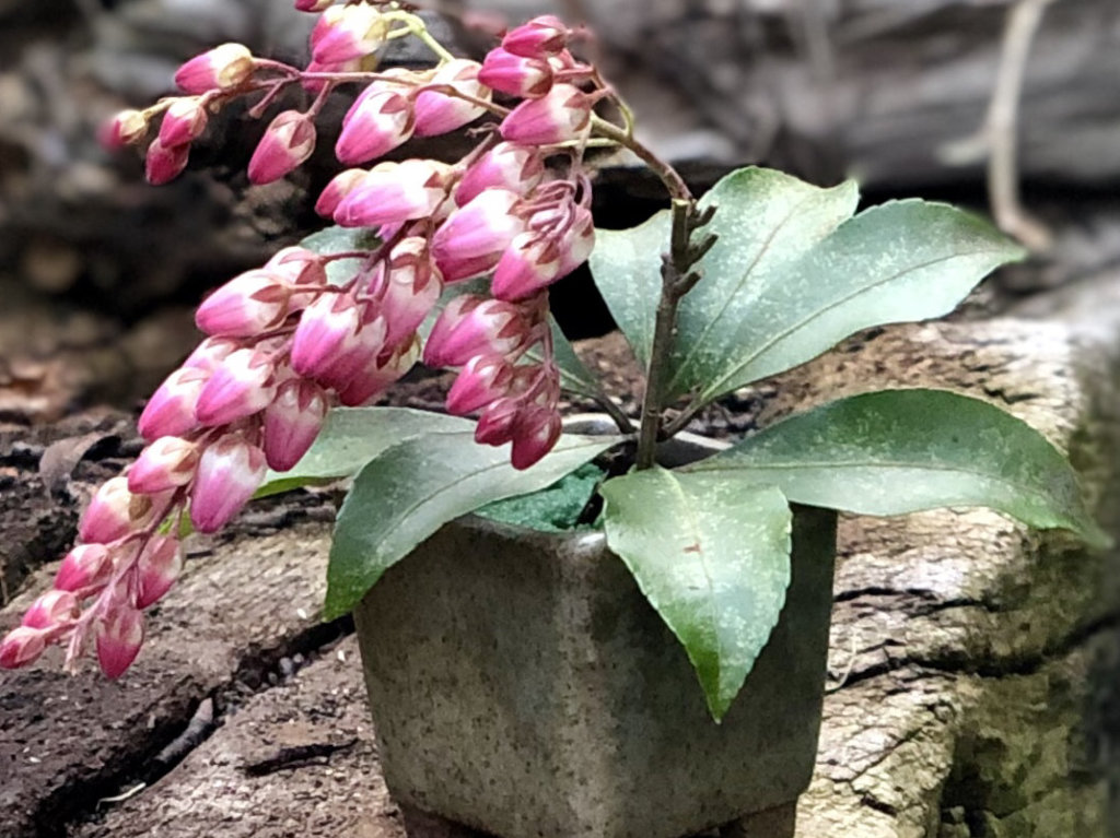 馬酔木(アセビ)　鉢植え　ピンク色の花