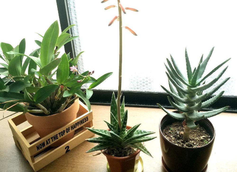 アロエ・ディコトマ　鉢植え　窓際
