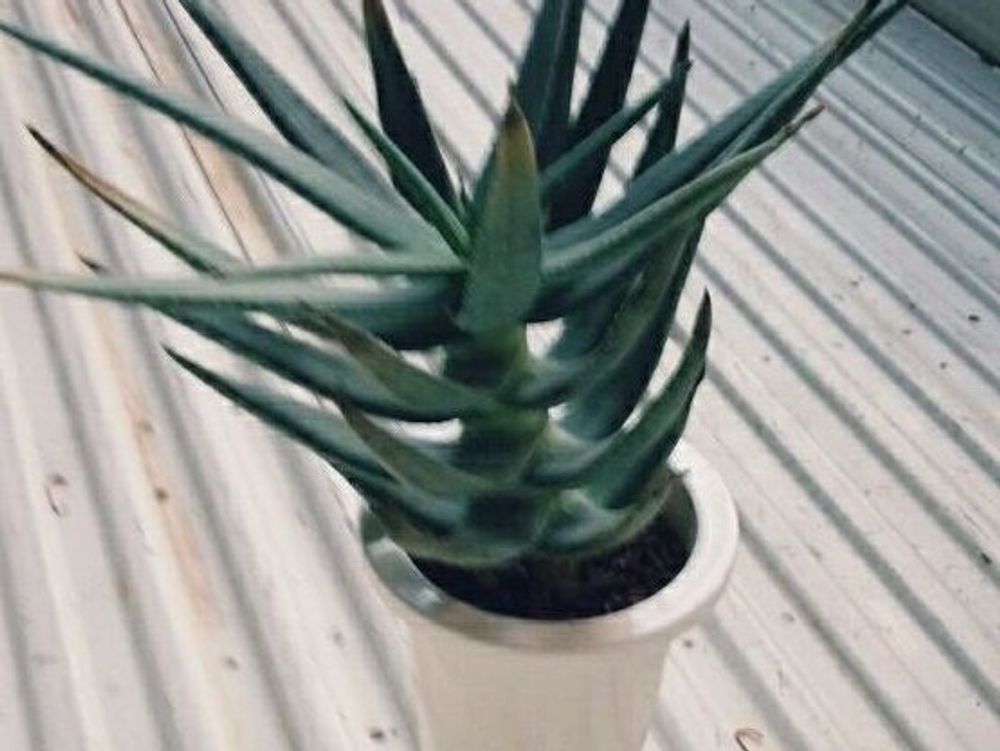 アロエ・ディコトマ　鉢植え