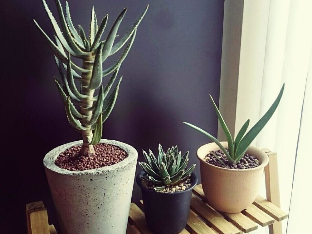 アロエ・ディコトマ　鉢植え　窓際