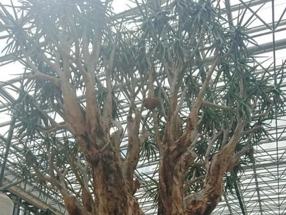 アロエ・ディコトマ　大木