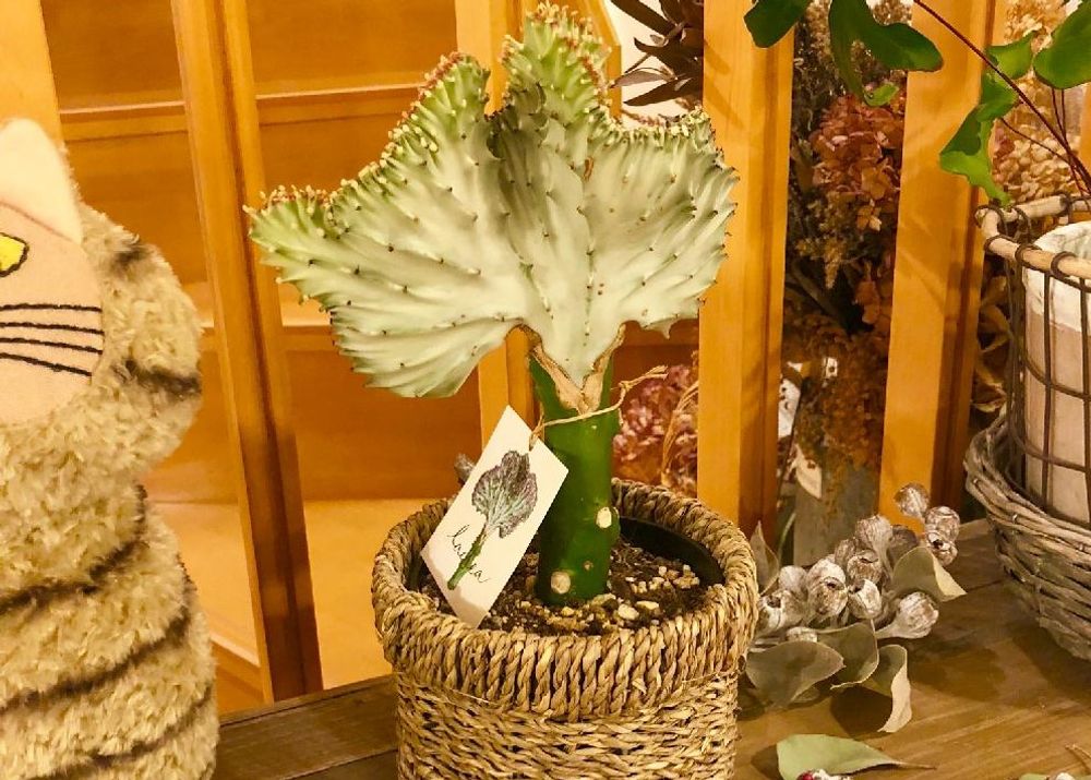 マハラジャ　鉢植え　株