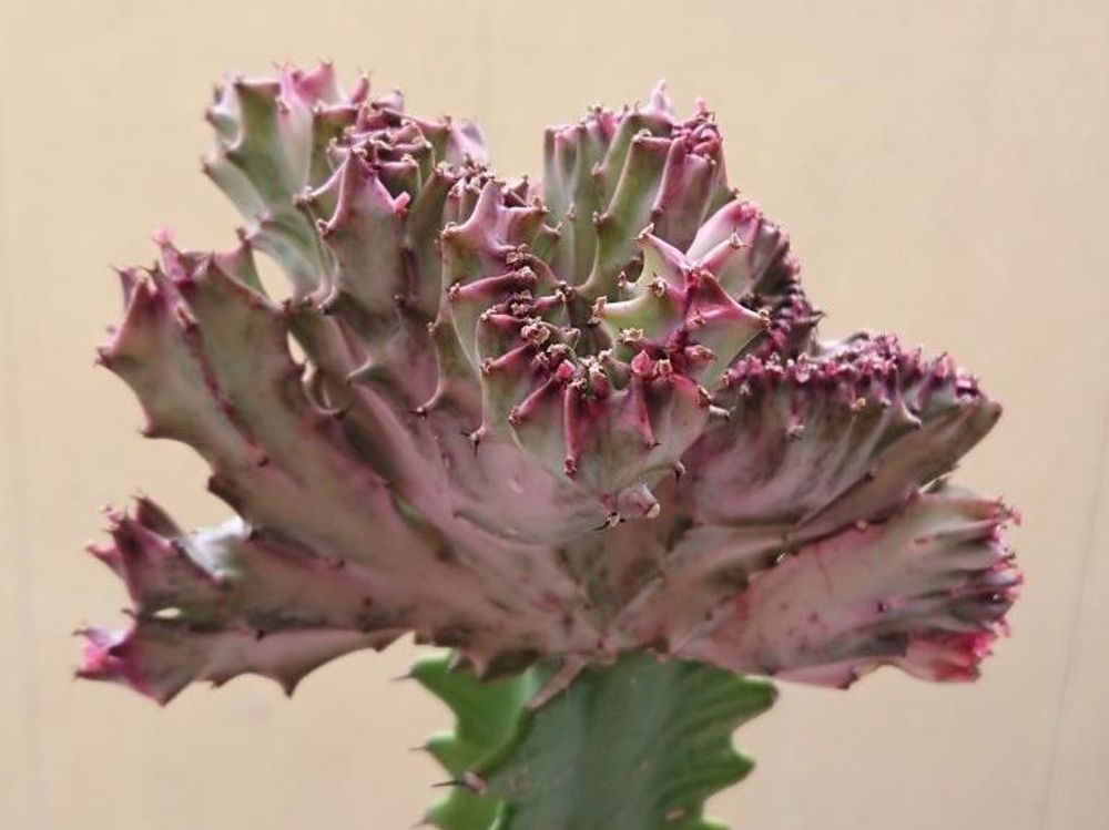 マハラジャ　ピンク色の株