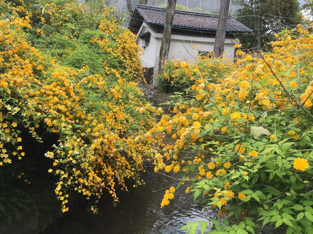 ヤマブキ　黄色い花　参道