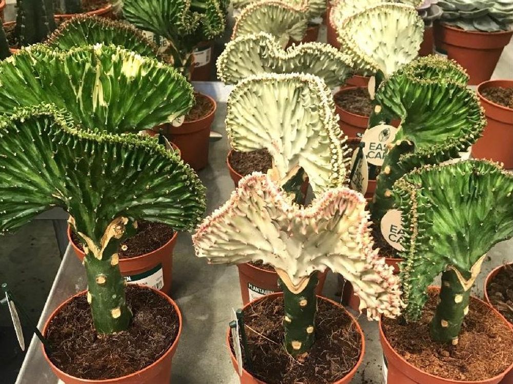 マハラジャ　鉢植え　株