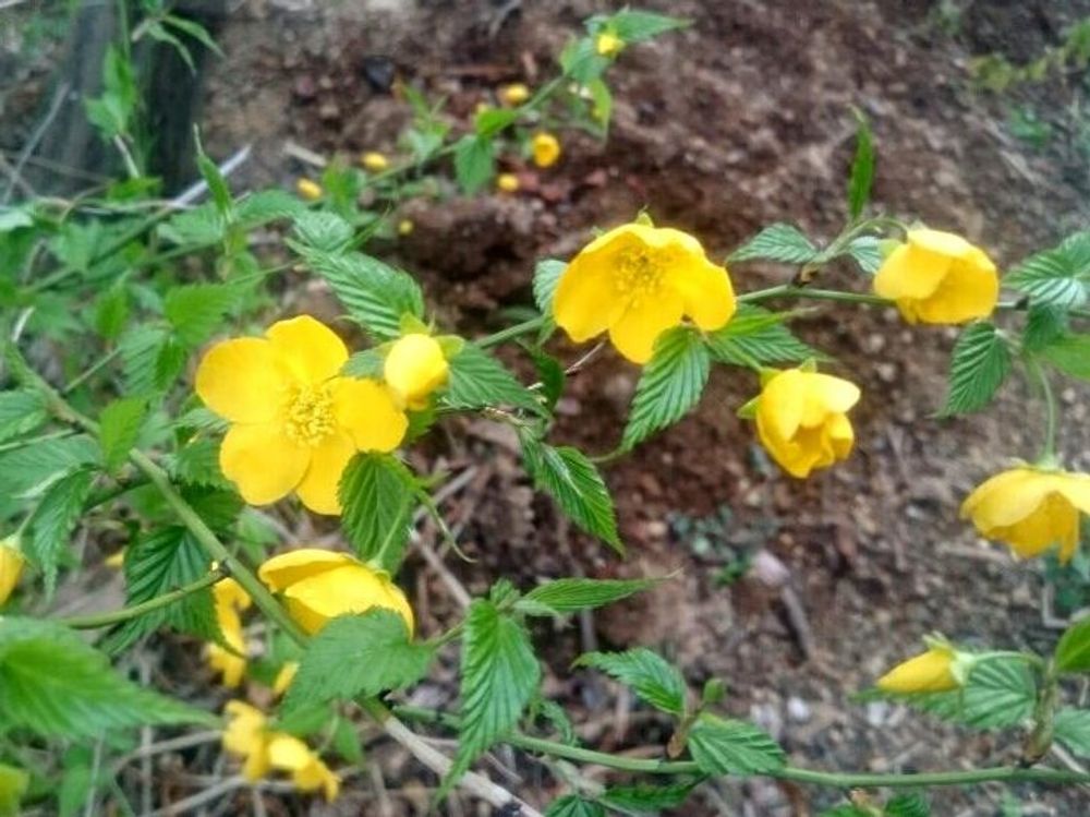 ヤマブキ(山吹)　地植え　黄色い花