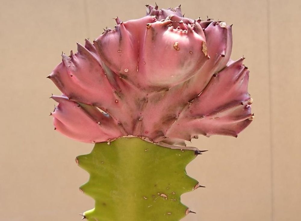 マハラジャ　赤い株