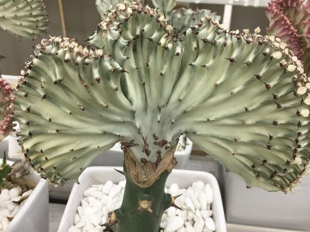 マハラジャ　株　鉢植え