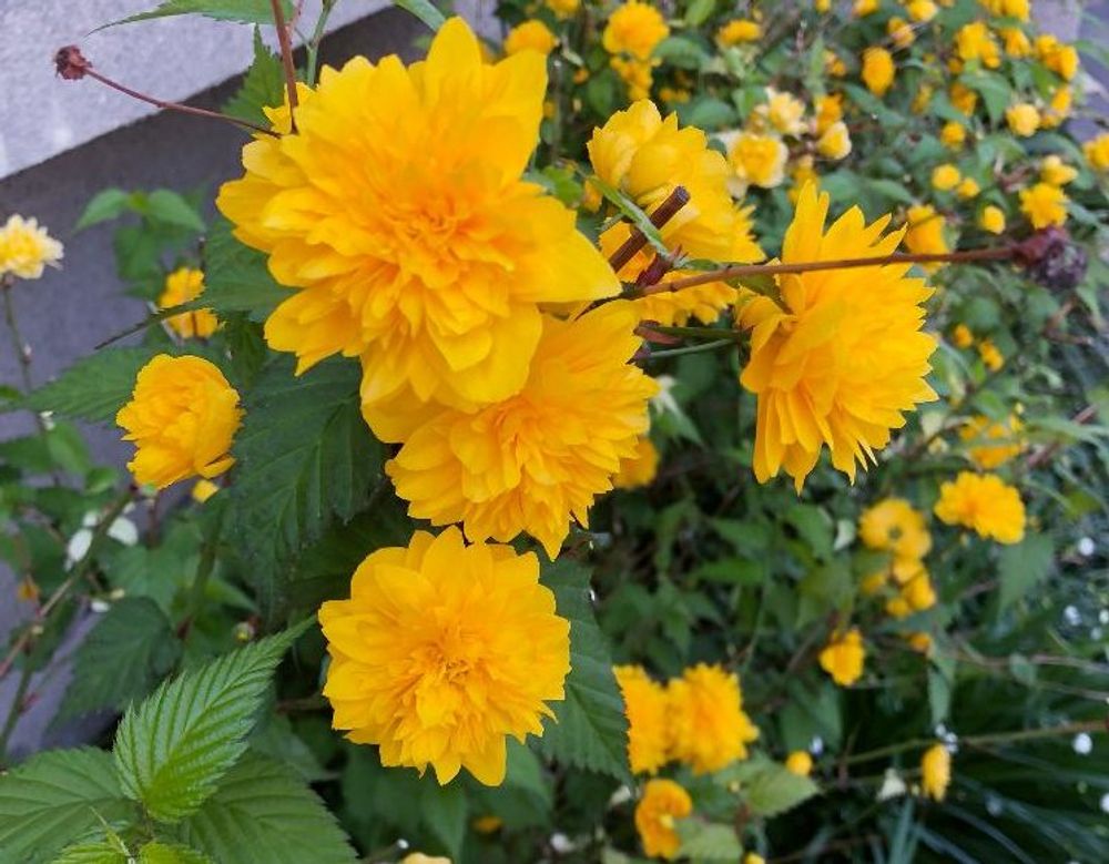 ヤマブキ(山吹)　黄色い花