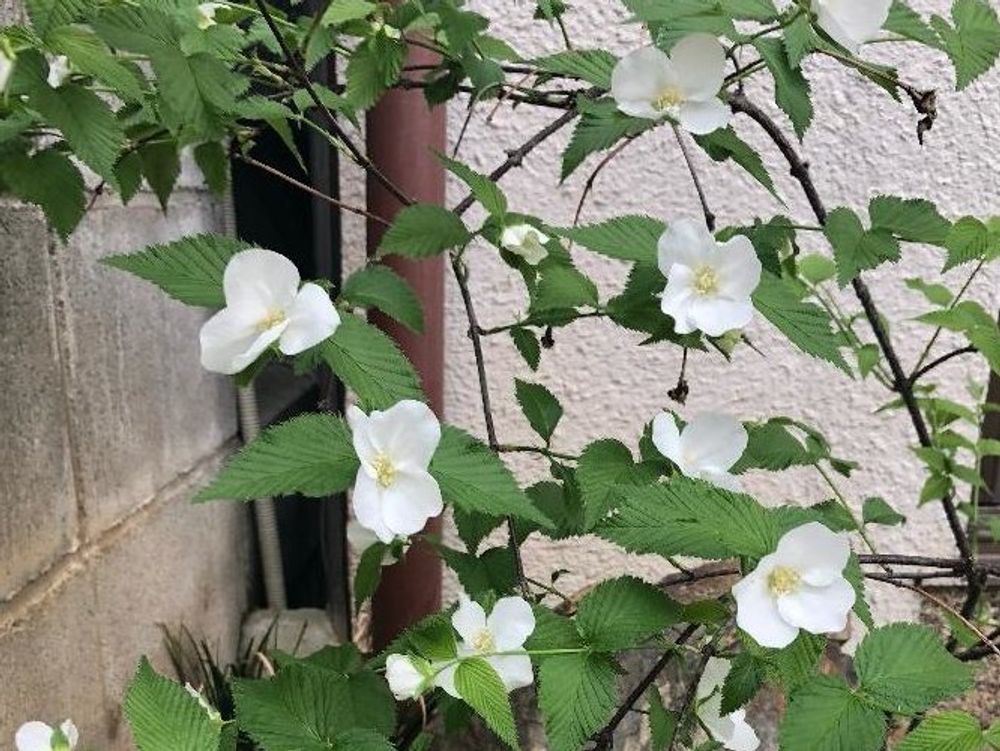 ヤマブキ(山吹)　地植え　白い花
