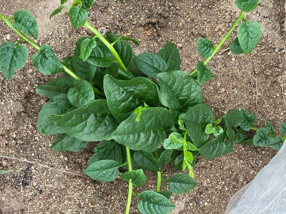 ツルムラサキ　株　地植え　用土