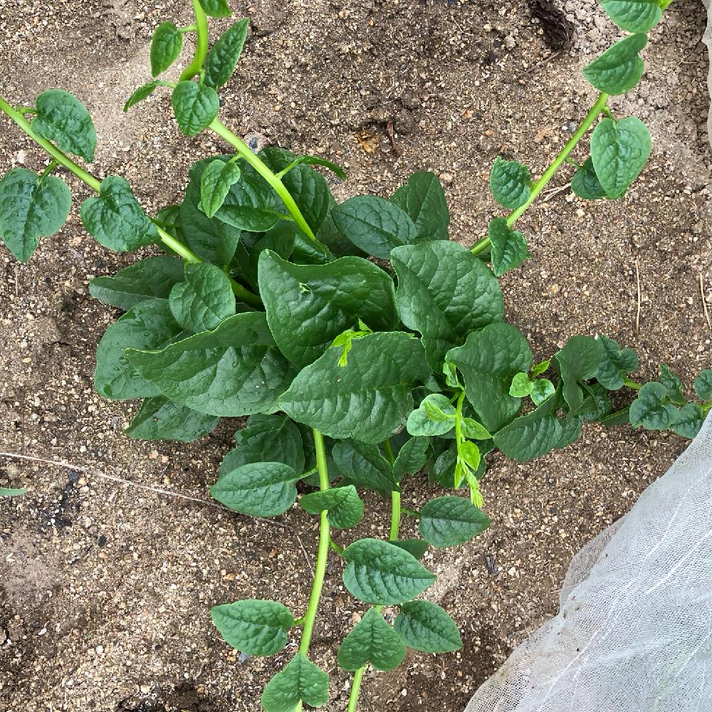ツルムラサキの育て方 種まきや苗の植え方は プランター栽培もできる Greensnap グリーンスナップ