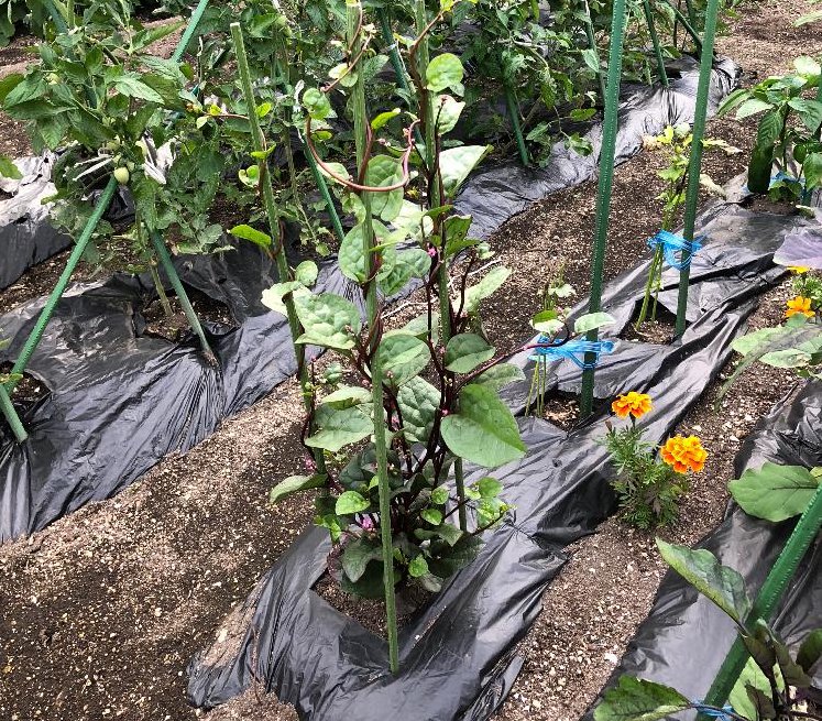 ツルムラサキの育て方 種まきや苗の植え方は プランター栽培もできる Greensnap グリーンスナップ