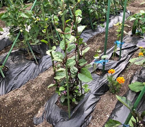 ツルムラサキの育て方 種まきや収穫の時期は プランター栽培もできる Greensnap グリーンスナップ