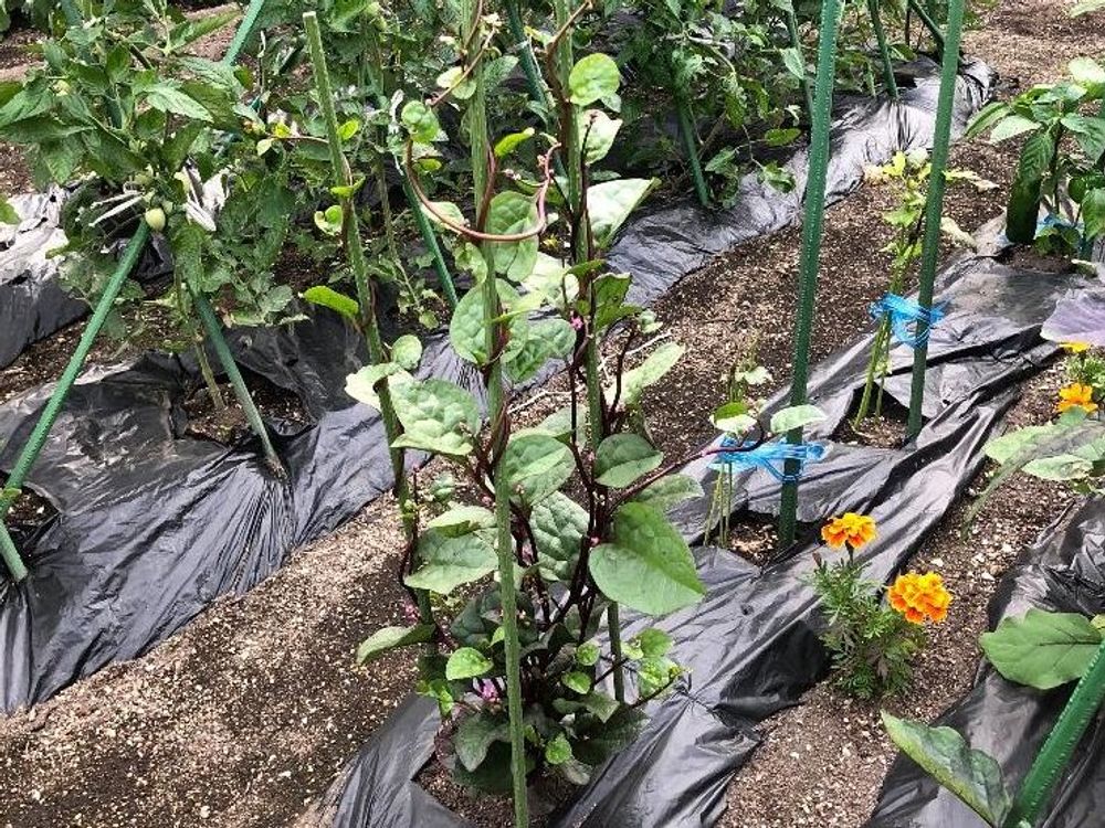 ツルムラサキ　地植え　誘引