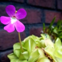 ムシトリスミレの育て方｜植え替えの時期や増やし方は？の画像