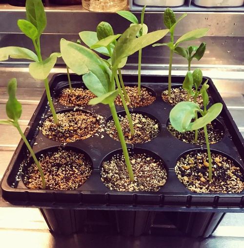 ツルムラサキの育て方 種まきや収穫の時期は プランター栽培もできる Greensnap グリーンスナップ